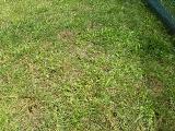 Overtaken by weeds - how do I sheet mulch? Can I use pine needles? Area that I weeded - see new weeds coming up.JPG